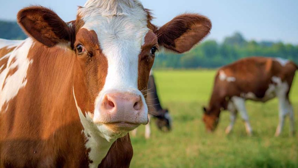 Hayvanlara gaz çıkarma vergisi çiftçileri sokağa döktü