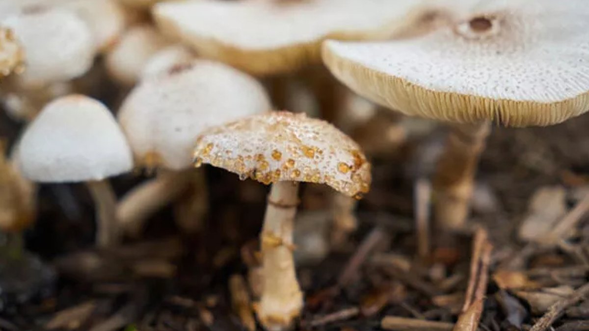 Kocaeli'de mantar yiyen aynı aileden 7 kişi zehirlendi