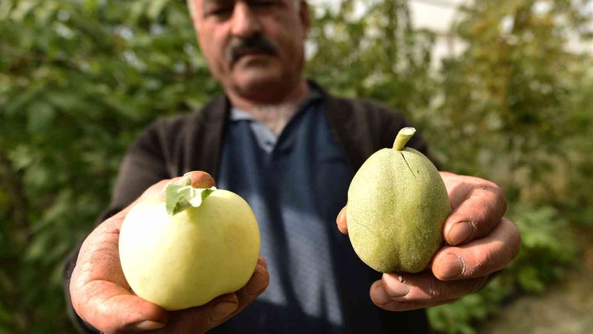 Çoğaltmak için gen bahçesi kuracak: Elma ile yarışan cevizler şaşırtıyor