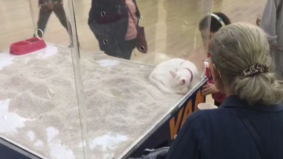 Olmaz olsun, böyle tanıtım: Van kedisine cam kafes işkencesi