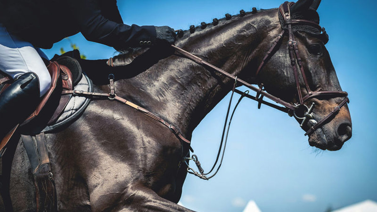 Böylesini ilk defa görüyoruz... İnşaatlardan malzeme çalan 5 kadın, şehrin ortasında atla kaçtı