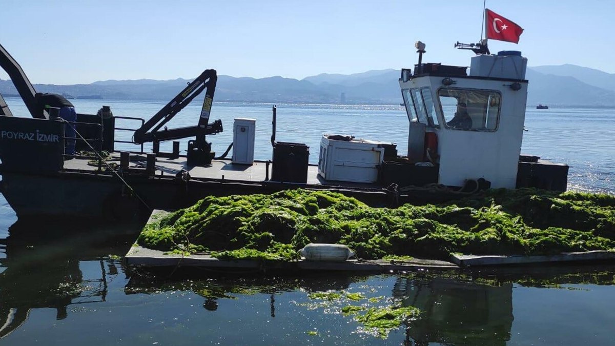 İstanbul'da müsilaj İzmir'de deniz marulu: Kirlilik deniz suyunu yeşile boyadı