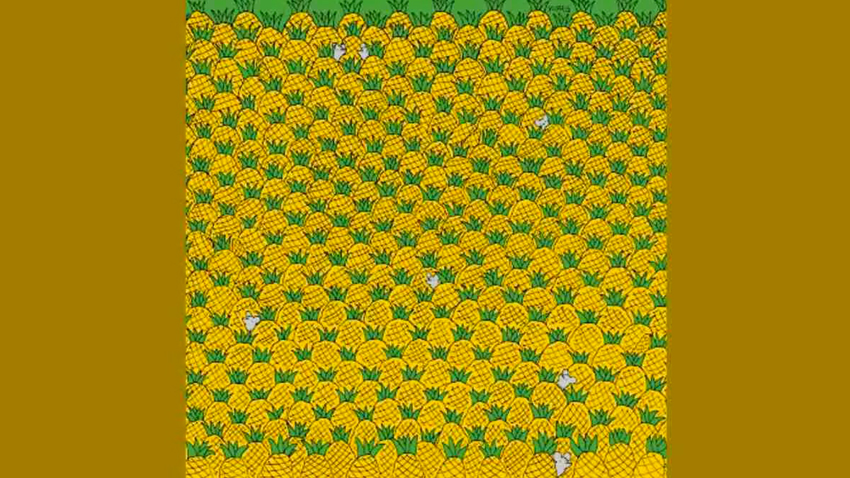 Beyninizi zorlayacak zeka bulmacası: Ananasların arasında gizlenen 4 mısırı 17 saniye içinde bulabilir misin?