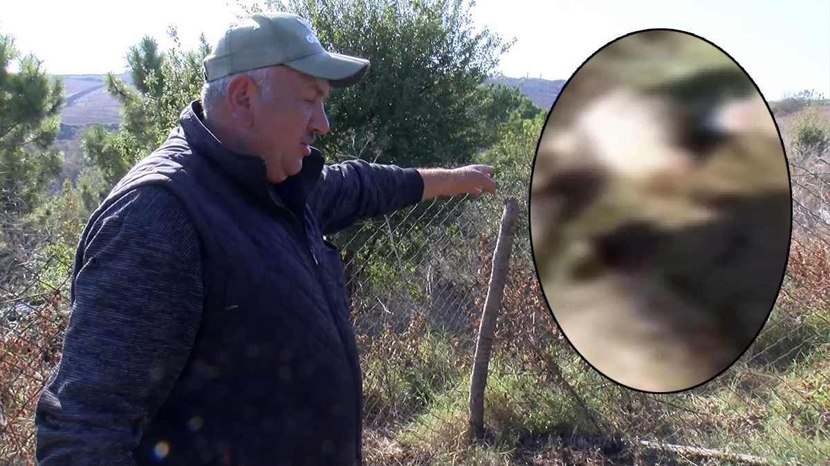 Mahalleli geceleri uyuyamıyor: Beni çekip vursanız daha iyiydi!