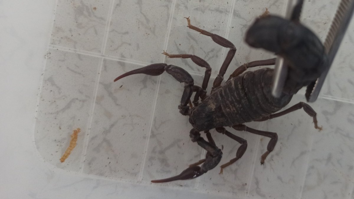 Kara akrepler her yerde: Bu eve herkes giremez