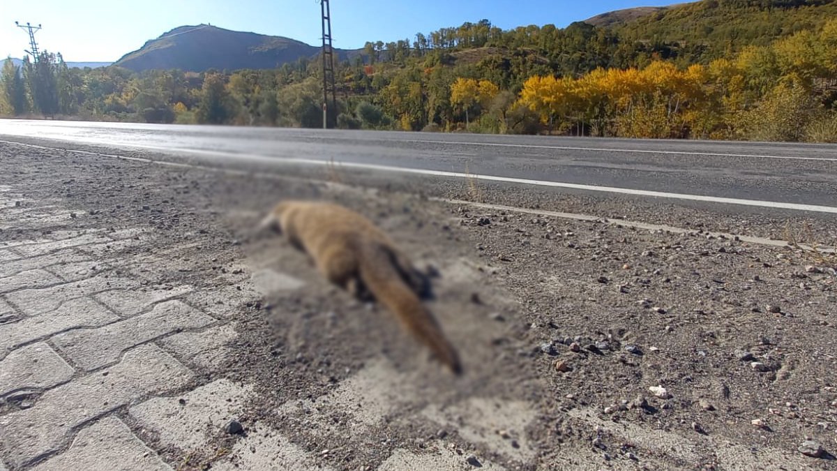 Nesli tükenme tehlikesi altındaki su samuruna çarpıp, yol kenarına bıraktılar