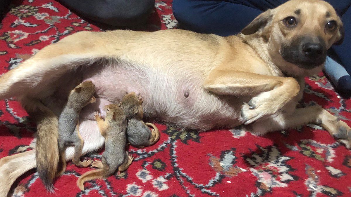 Günün iç ısıtan görüntüsü: Zeyna isimli köpek sincaplara anne oldu