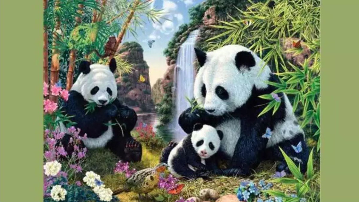 Akıl almaz optik illüzyon: Resimdeki 12 pandayı tespit etmek için 30 saniyeniz var! Yapabilir misin? Zekanı test et