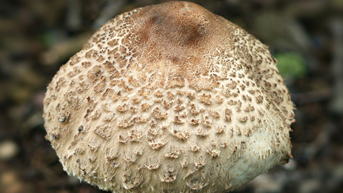 Yedikleri mantar zehirledi: Anne hayatını kaybetti, kızı yoğun bakımda