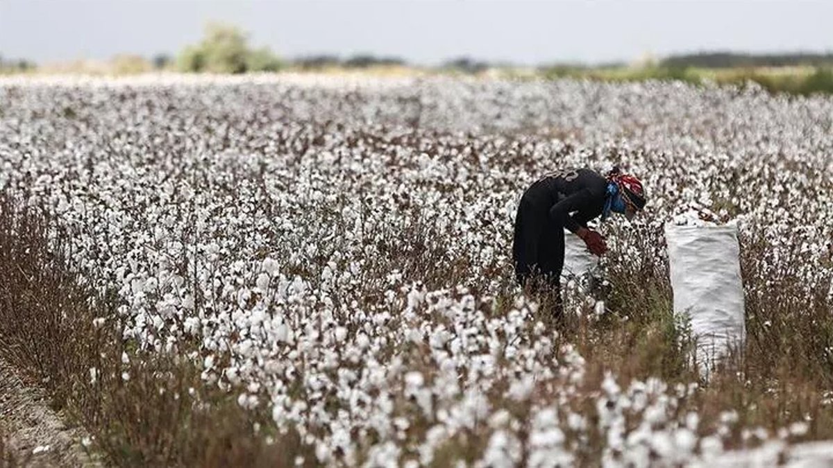 Fiyat yarıya düştü pamuk tarlada kaldı