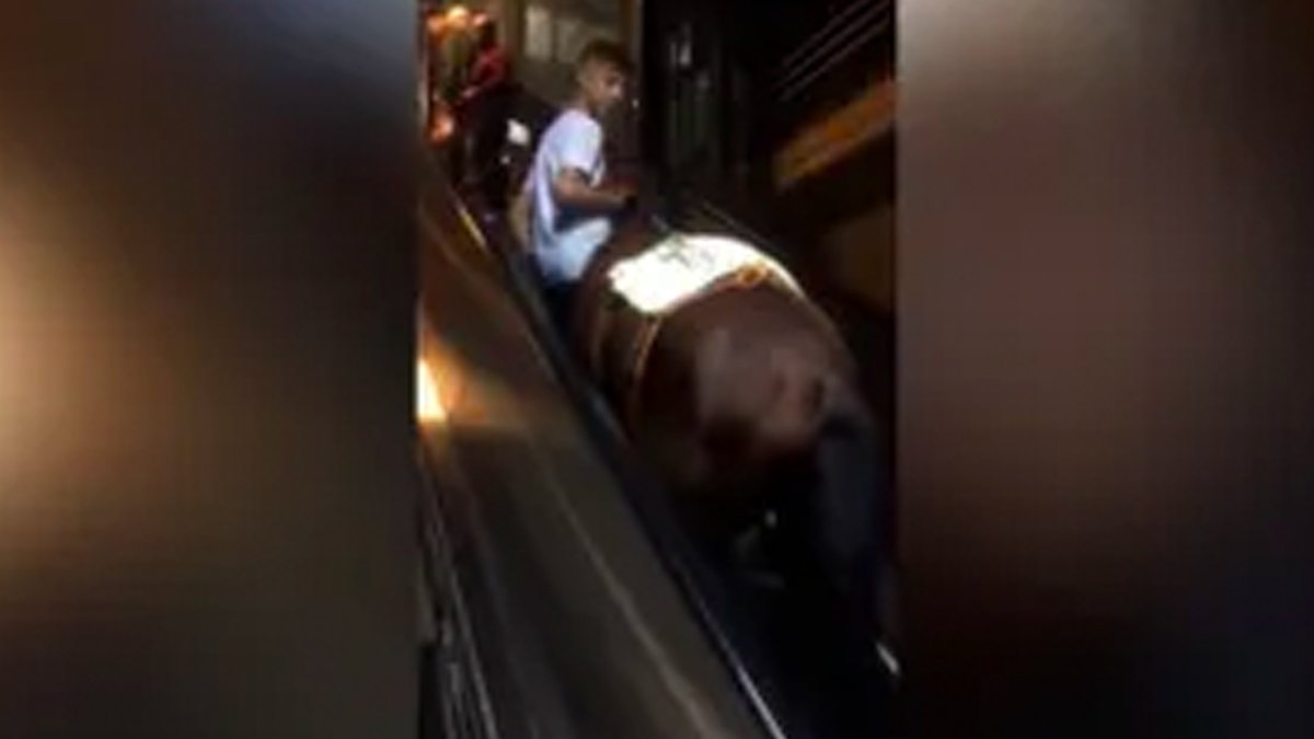 Yürüyen merdivenlerden çıkan at viral oldu