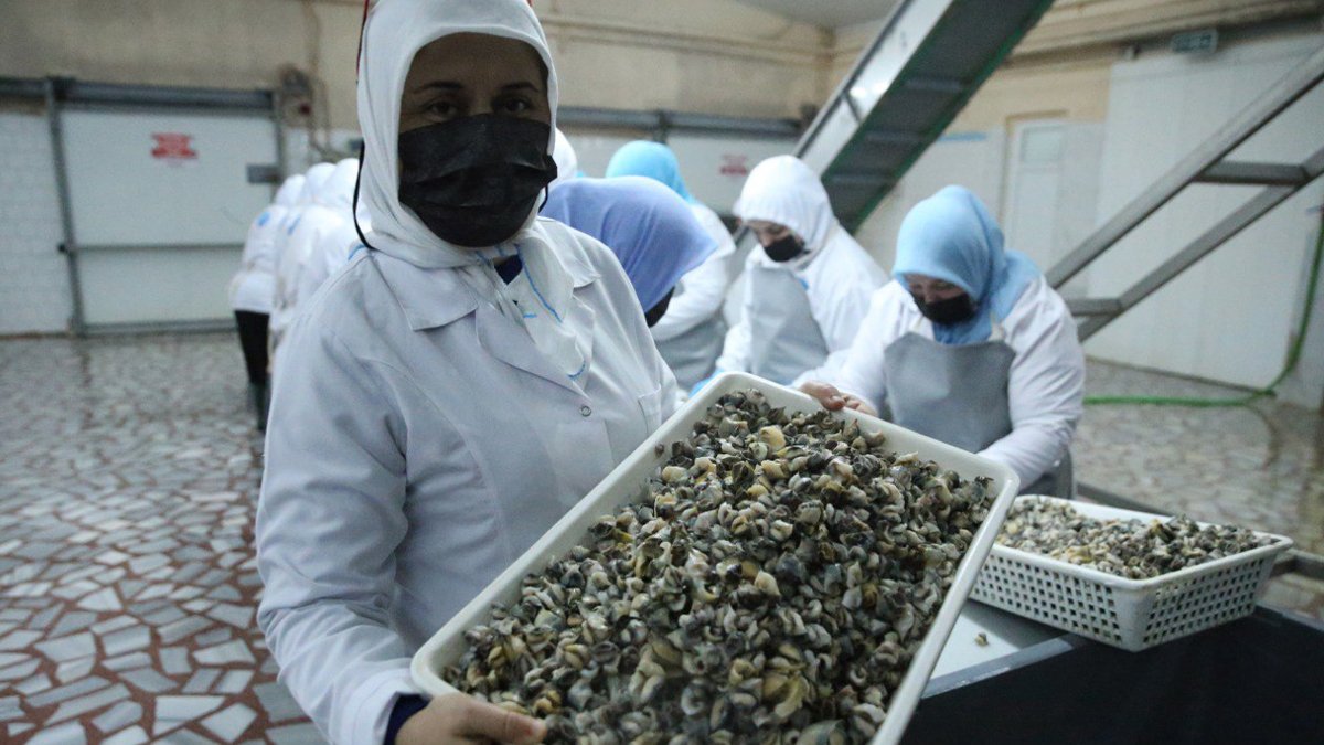 Ordu'da avlanan deniz salyangozu Uzak Doğu'ya ihraç ediliyor