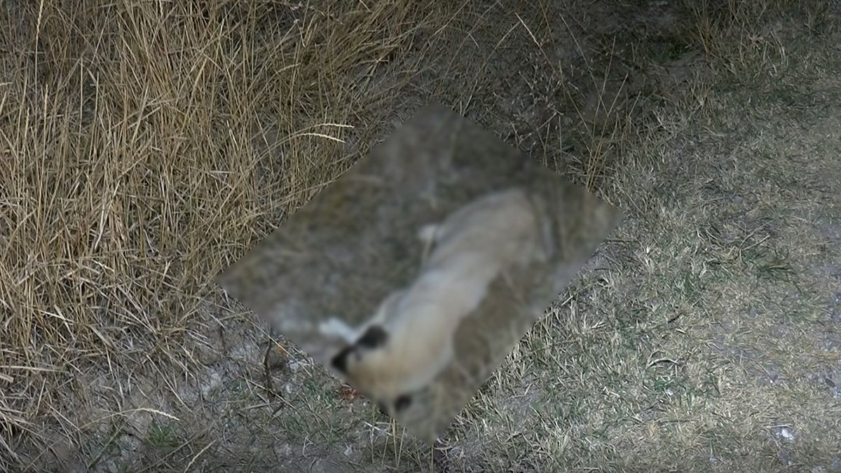 Ankara'da 8 köpek ölü bulundu: Zehirlendikleri düşünülüyor