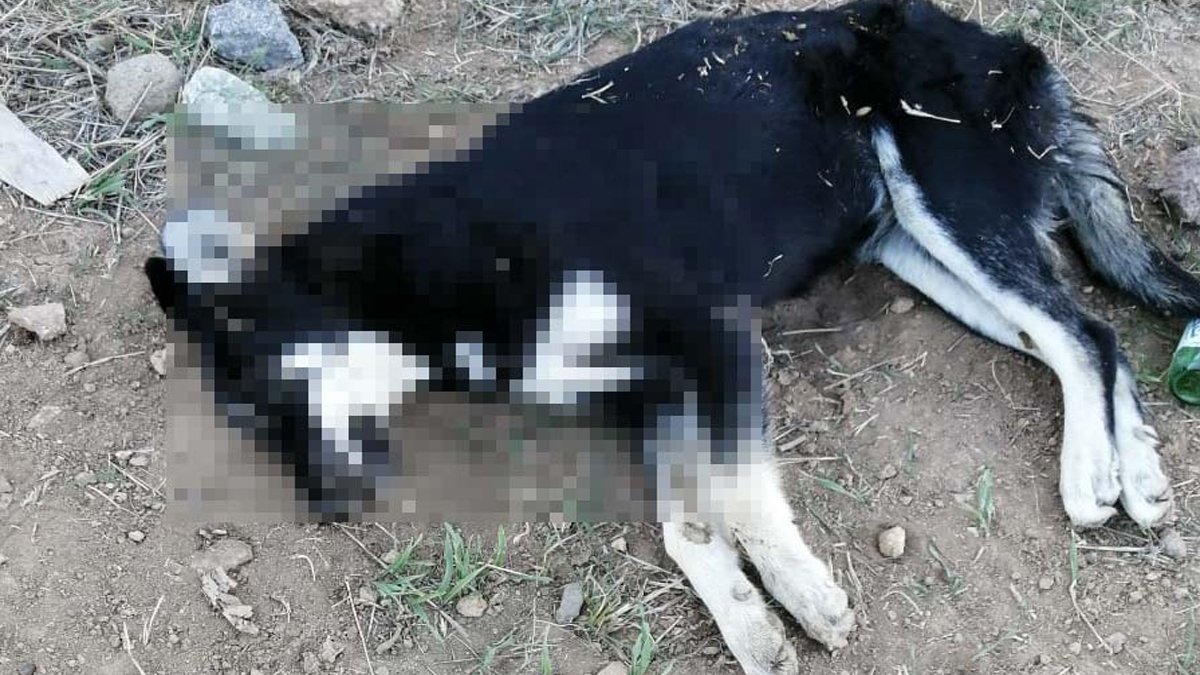 Dün akşam 8 köpek ölü bulunmuştu: Ankara'da aynı yerde 5 köpek daha ölü bulundu