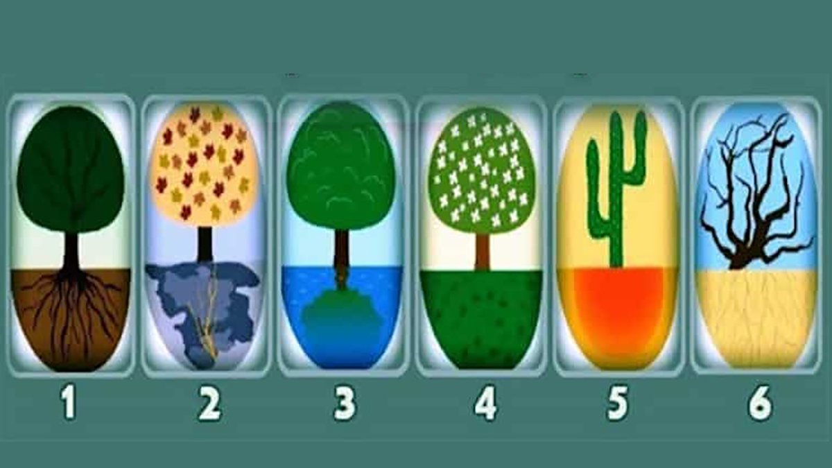 Süper test: Ağaçları değil köklerini seç köklerinle ilgili şaşıracağın şeyi öğren...