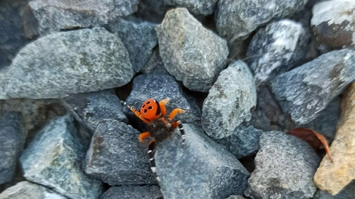 O ilimizde zehirli uğur böceği alarmı! Sakın elinize almayın yoksa...