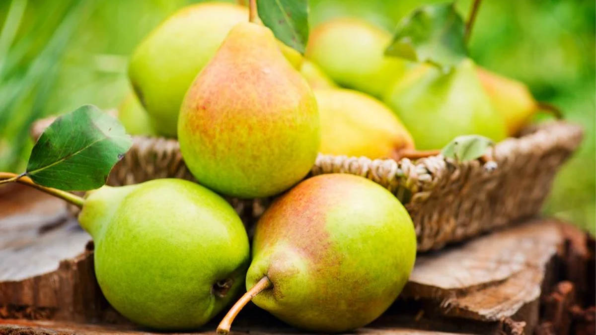 Armudun kabuğunu sakın çöpe atmayın! Armudu kabuğuyla yiyin 15 dakika sonra ortaya çıkan fark sizi şoke edecek