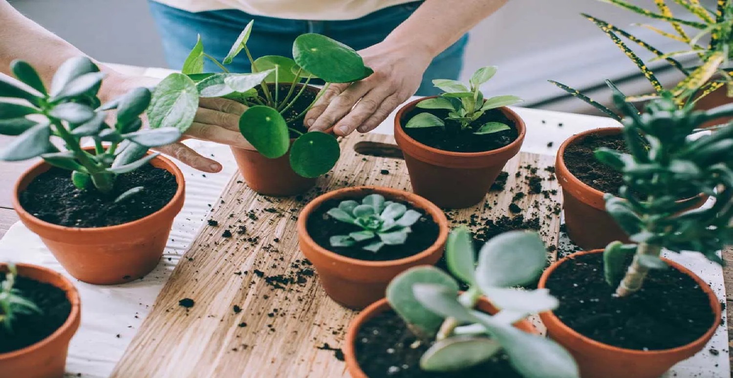 Ölüyü bile diriltiyor... 6 önemli ipucu ile ölü bitkilerinizi canlandırın