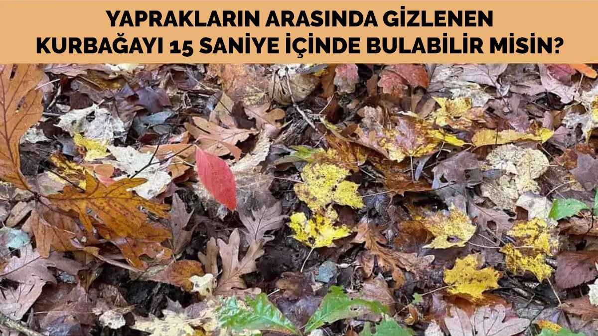 Sinirden kafayı yedirten optik illüzyon testi: Yaprakların arasına gizlenen kurbağayı 15 saniyede bulabilir misin?
