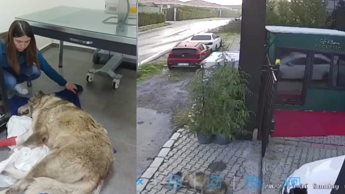 Kapının önündeki köpeği otomobiliyle ezdi