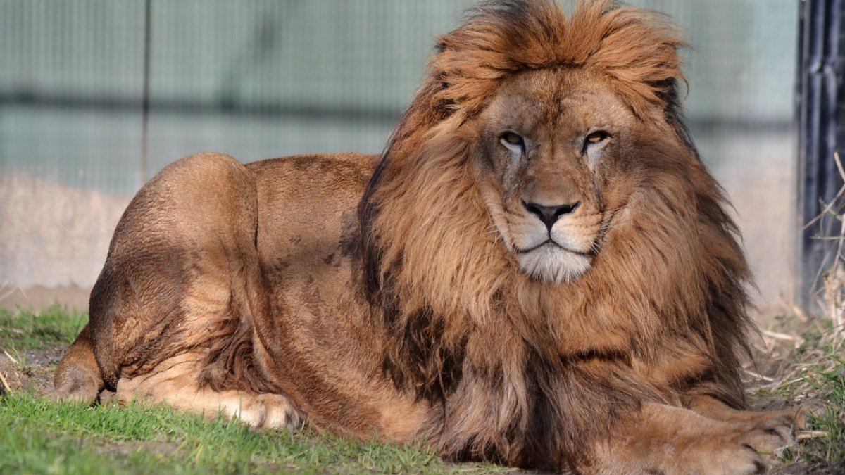 Hayvanat bahçesinde alarm: Beş aslan sergilendikleri alandan firar etti