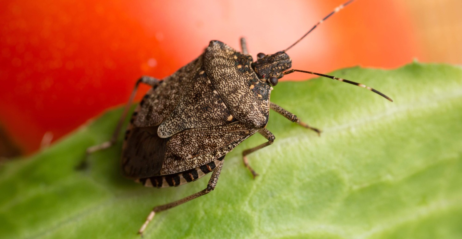 Kokarca böceği paniği! O iller tehlikede... Sınırda çoğaldı ülkede tedbir için alarma geçildi!