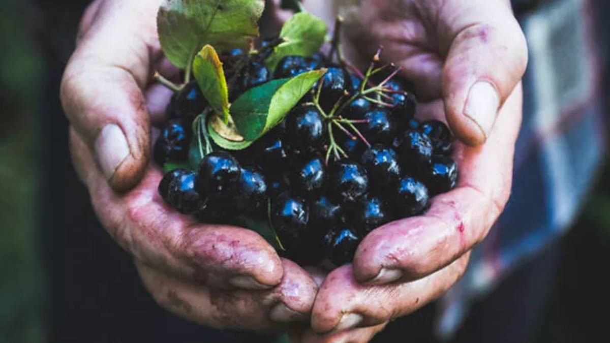Ölüyü bile mezarından kaldırır! Süper meyveyi yiyenin sırtı yere gelmiyor: Sadece o illerimizde yetişiyor