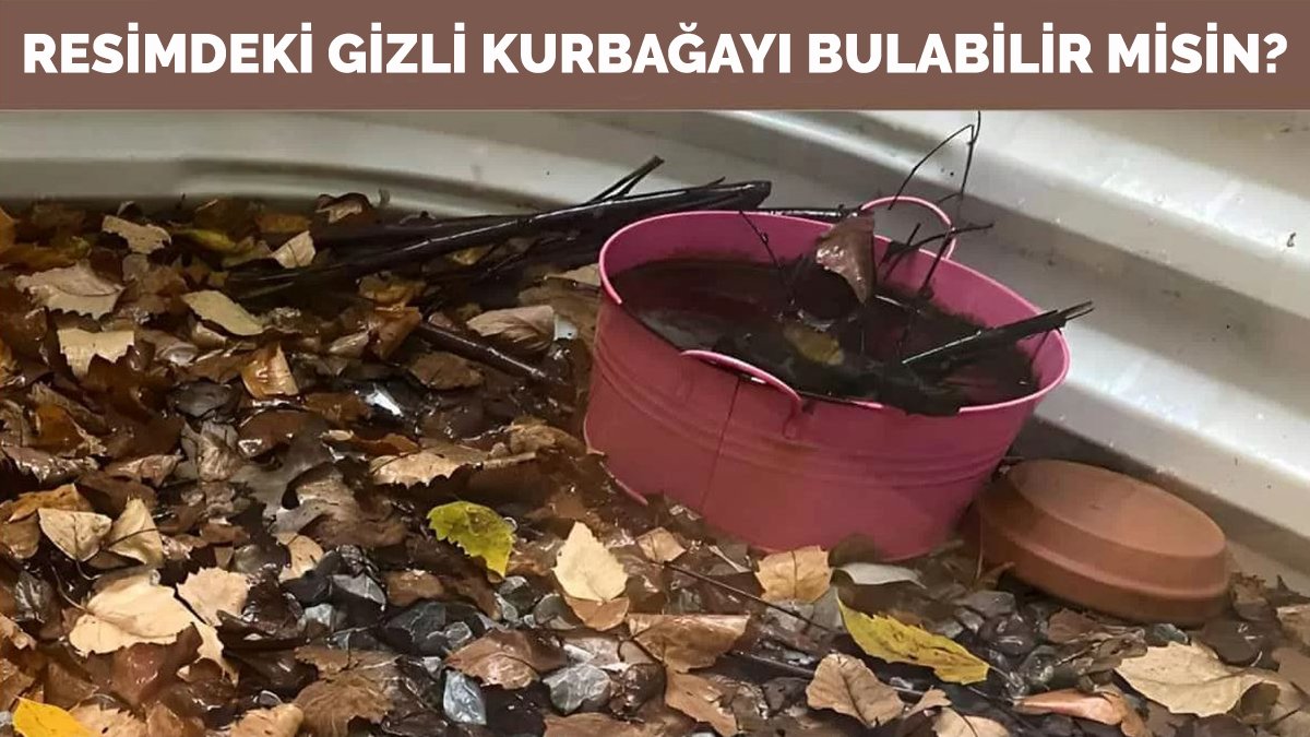 Gözlerinizi kandıran optik illüzyon: Sadece yüksek zekaya sahip kişiler resimdeki 2 kurbağayı 17 saniyede buluyor!