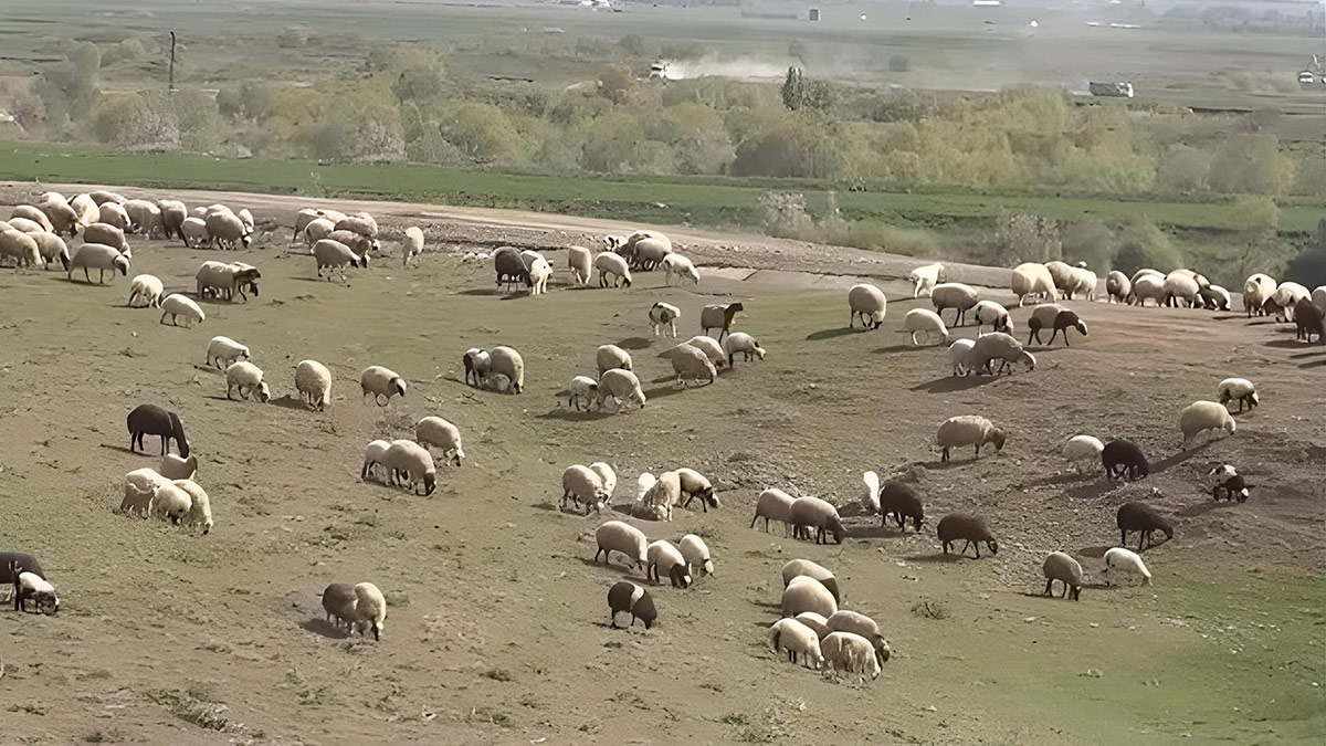 7 yıl önce ucuz konut yapılacağı söylenen arazide koyunlar otluyor