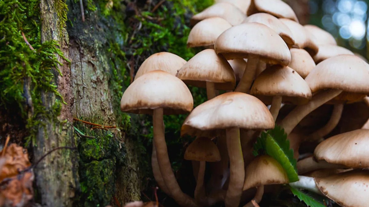 Ordu'da mantar faciası! Aynı aileden 6 kişinin bilinci kapalı