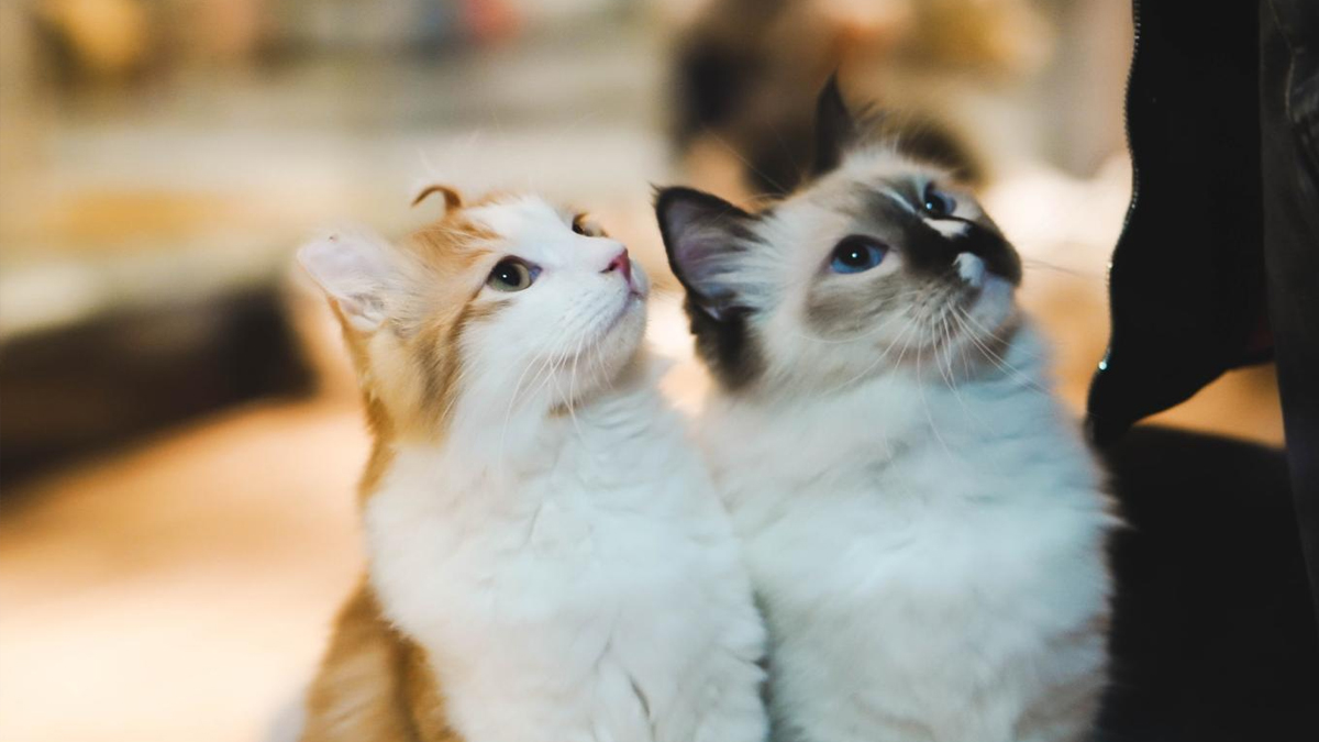 Tanıklık edemeseler de suç delili olabilecekleri ortaya çıktı: Kediler cinayet kanıtı taşıyabilir