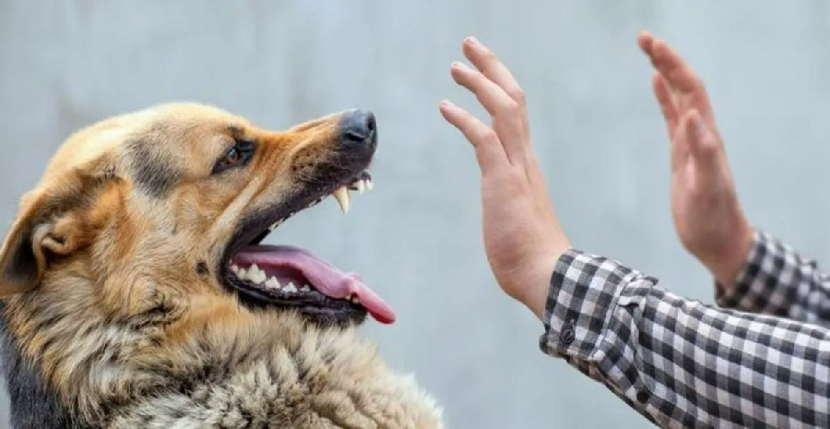 Vatandaşları kuduz korkusu sardı! Uzmanlar uyardı! Korunmak için bunlara dikkat edin