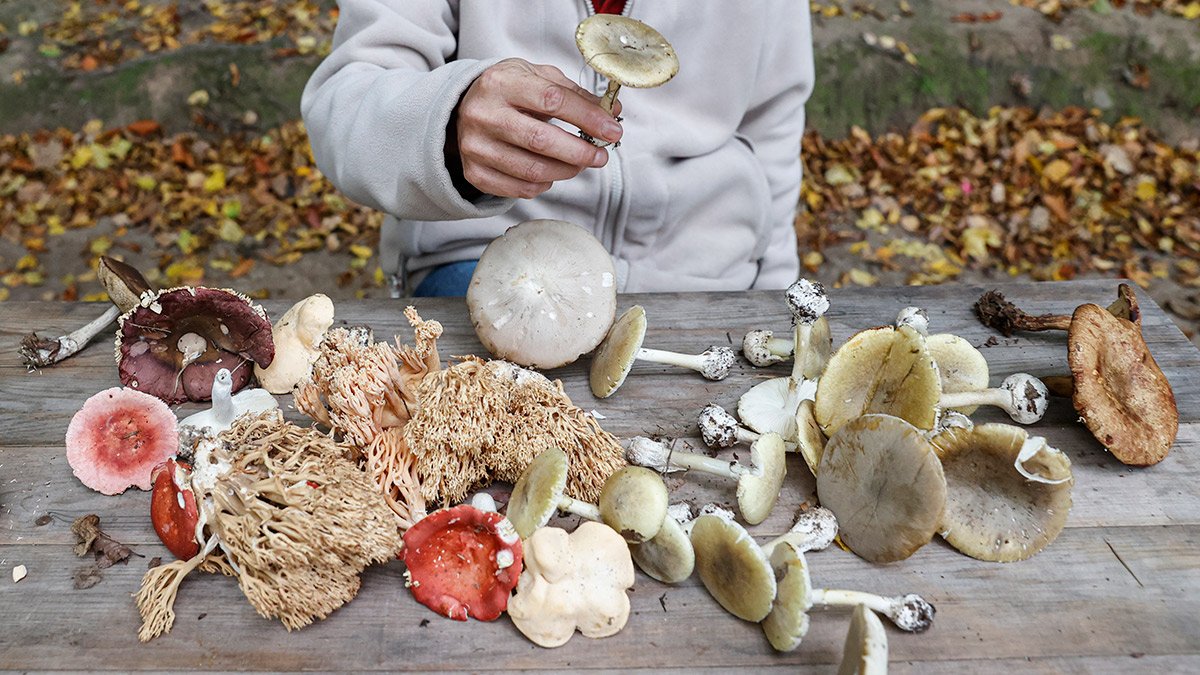 Düzce'de mantar faciası: Aynı aileden 3 kişi hayatını kaybetti
