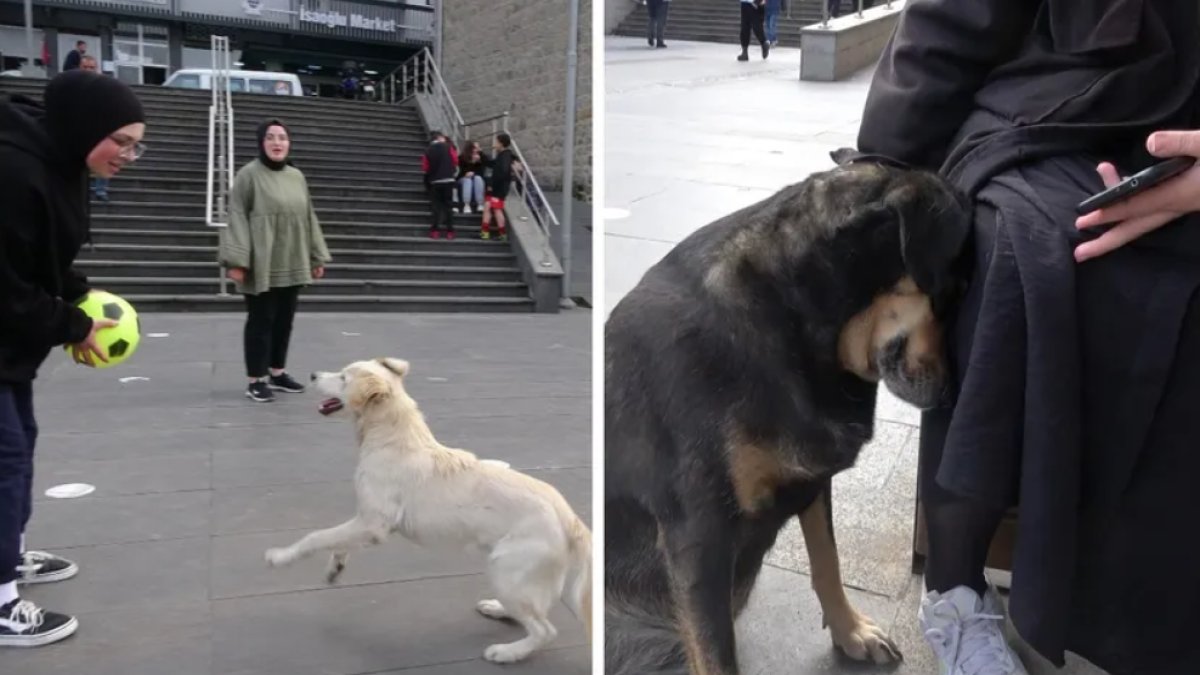 Trabzon'da tartışma yaratan karar: Sahipli köpeklerin tümüne ağızlık şartı