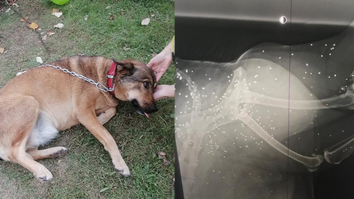 Hayvanlara işkence sona ermiyor! Topallayan köpeğin bacağından 200'den fazla saçma çıktı