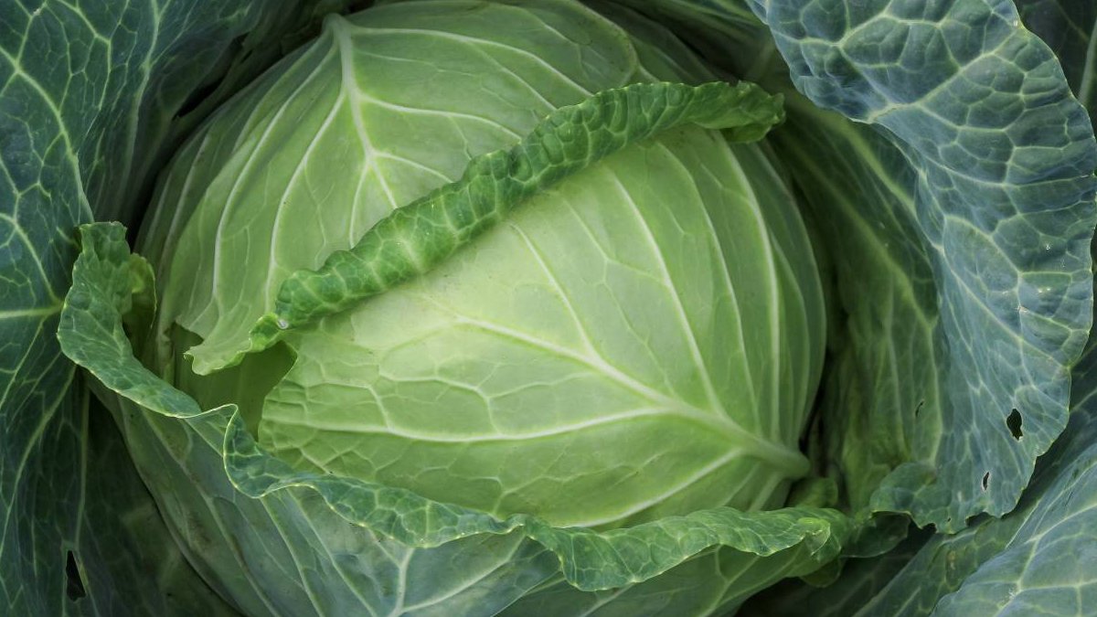 Gribal hastalıkların zırhı lahana