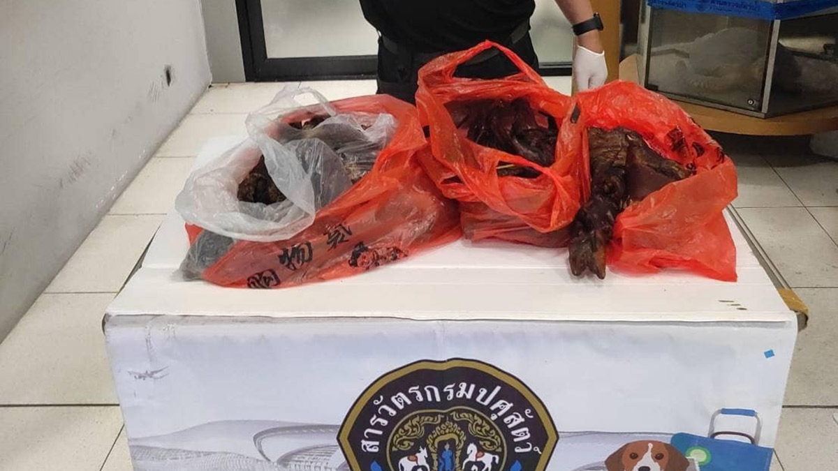 Havalimanında ilginç olay! Yolcunun bavuldan kurutulmuş yarasa çıktı