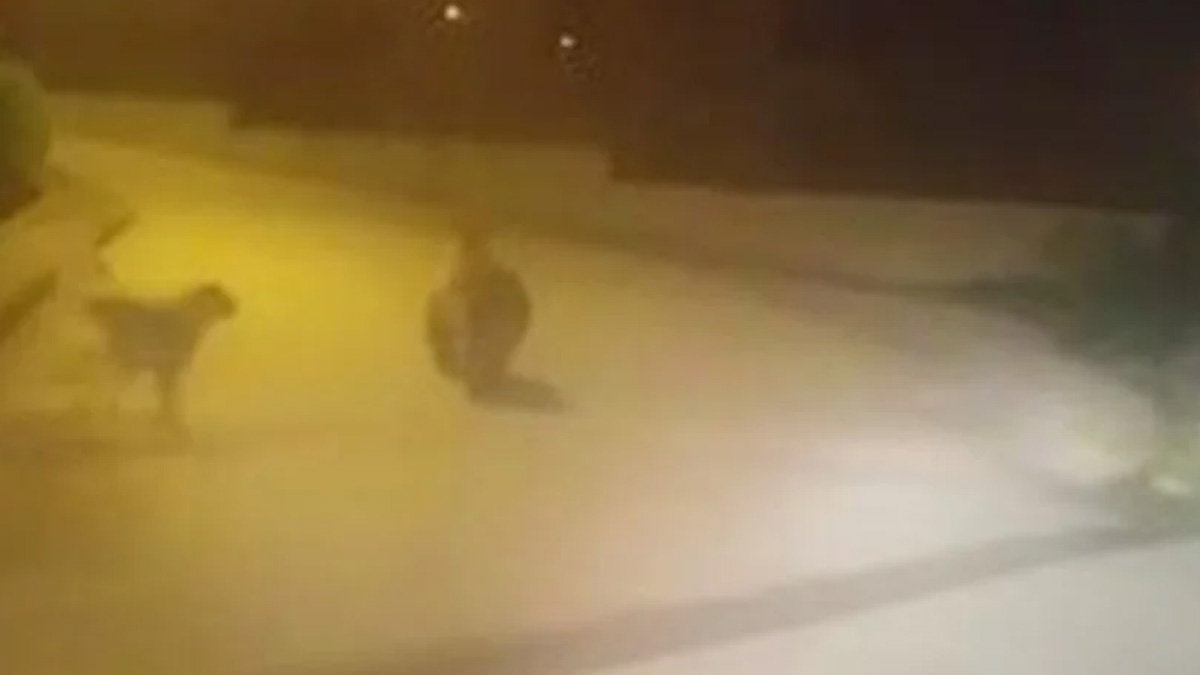 Aç kalan ayı mahalleye indi, vatandaşlar panik oldu