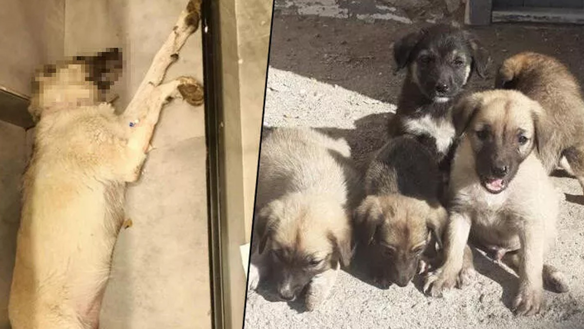 Anne köpeğin zehirlenerek öldürüldüğü iddia edildi