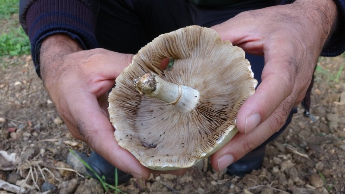 İstanbul'da mantardan bir ölüm daha
