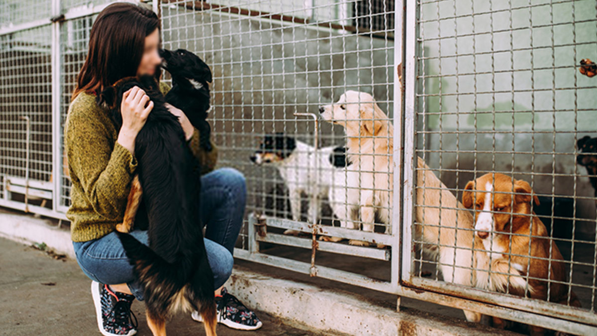 Barınaktaki hayvanlar bakımsızlıktan acı çekerek yaşamını yitiriyor