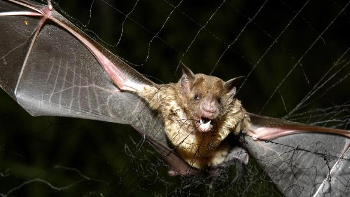 Taylandlı bir YouTuber'a yarasa cezası: 5 yıl hapis ya da 260 bin Türk Lirası para cezasıyla karşı karşıya