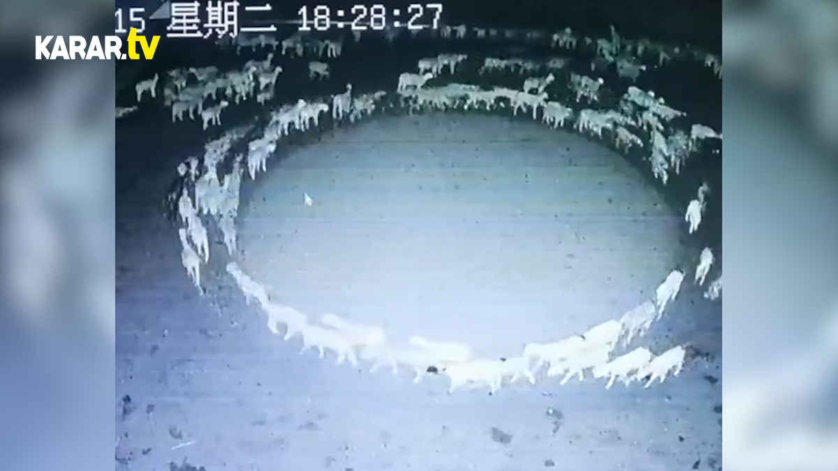 Dünya bu koyunları konuşuyor! 12 gün boyunca dönüp durdular: Akıllara durgunluk veren olay