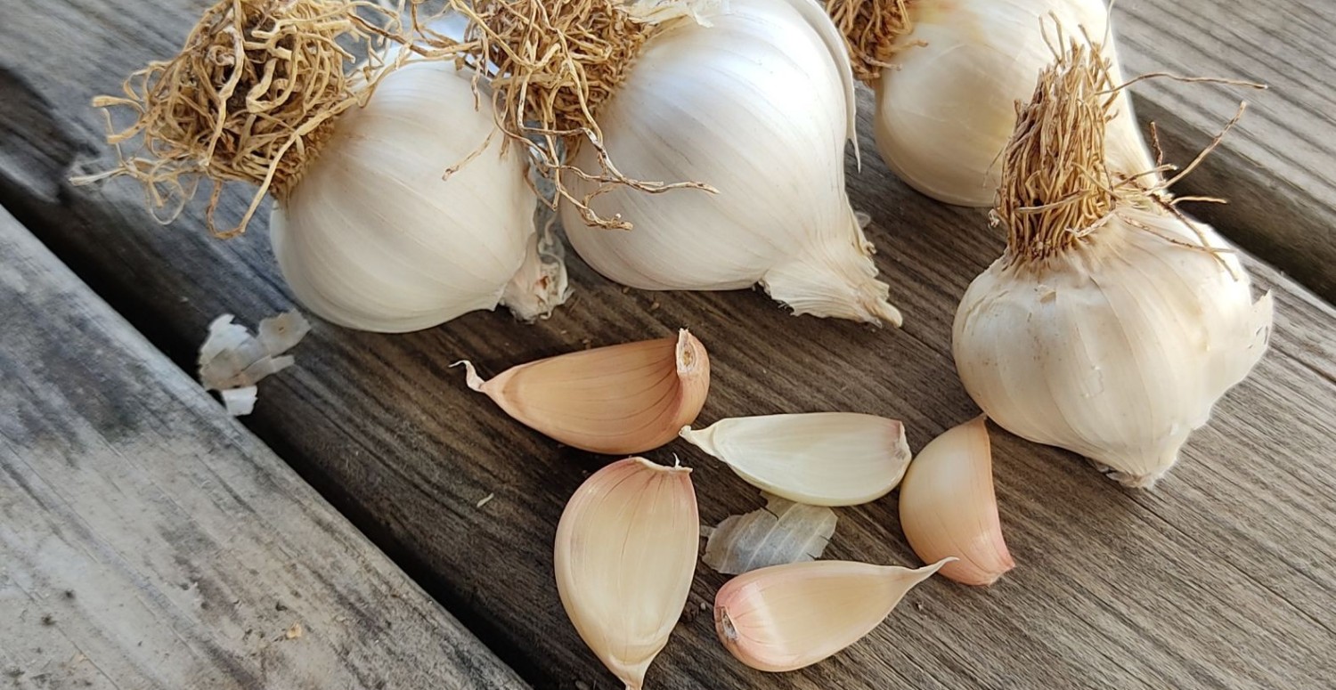 Sarımsağı böyle tüketiyorsanız hiçbir işe yaramıyor! İyileştirici gücünden yararlanmak için tüketim püf noktaları