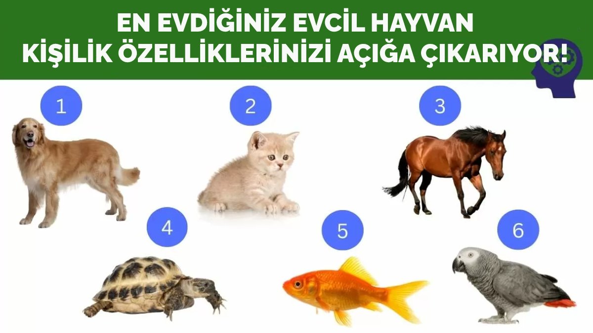 En sevdiğiniz hayvan kişilik özelliklerinizi açığa çıkarıyor! Bir hayvan seçin ve kişiliğinizi hemen öğrenin