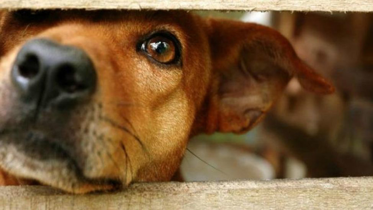 Artık köpeklerden izin alacağız! Sokak köpeklerinden korunmanın yolunu açıkladı