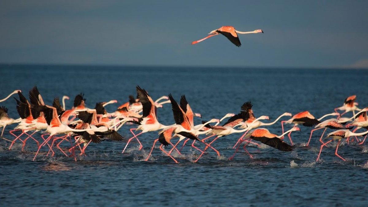 Van Gölü Havzası'nda artık kuşlara yer yok