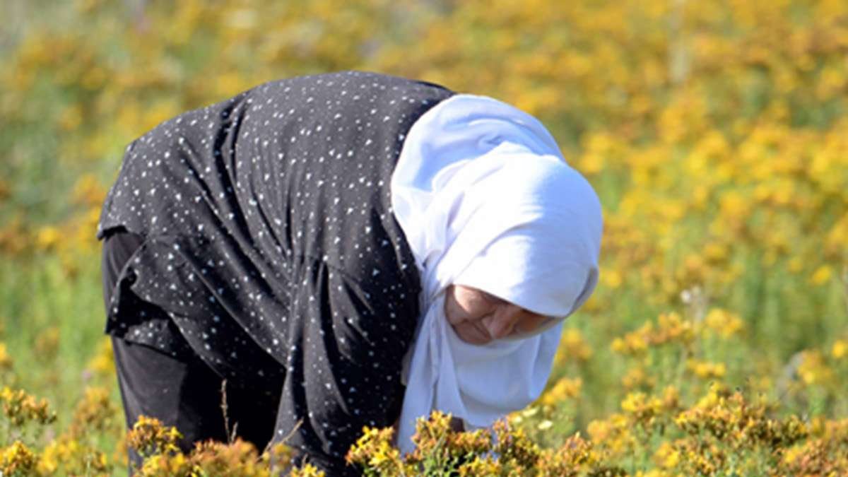 Günde 1 çay kaşığı için mucizeye tanık olun! Bedavadan biraz pahalı mucize tedavi