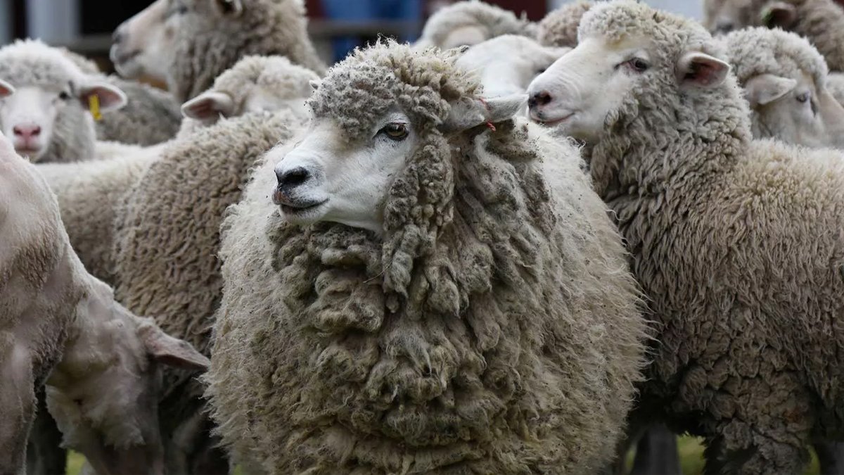 Araştırmacılar koyun sürülerini inceledi: Sürü belirli bir süre sonra liderini değiştiriyor