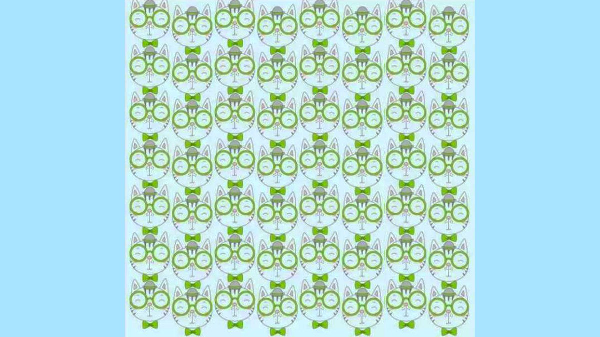 Kedilerin arasına gizlenen yavru ayıyı bulmak için 7 saniyeniz var! Sadece üstün zekalı kişiler hemen buluyor!